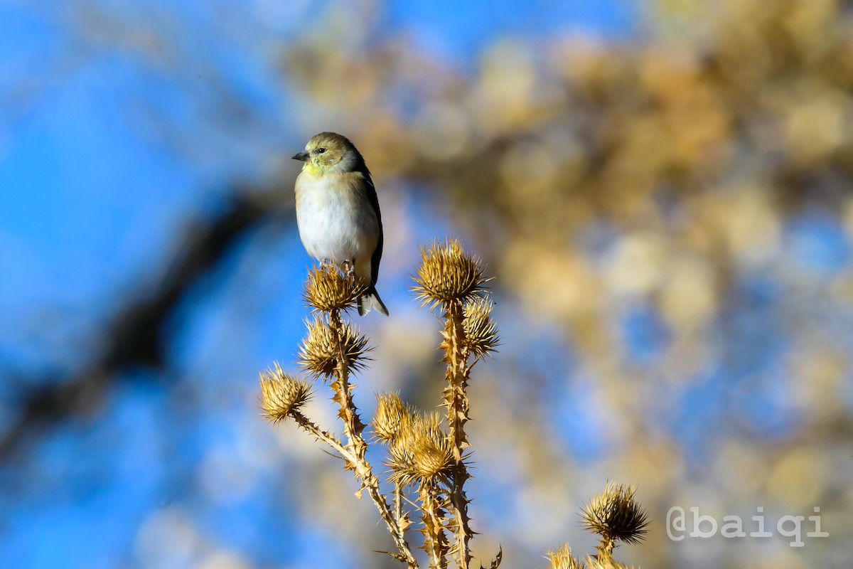 American Goldfinch - ML610877392