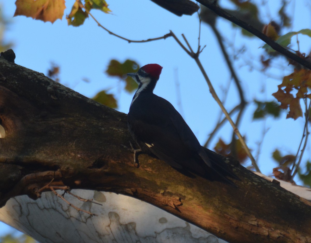 Pileated Woodpecker - Doug Overacker