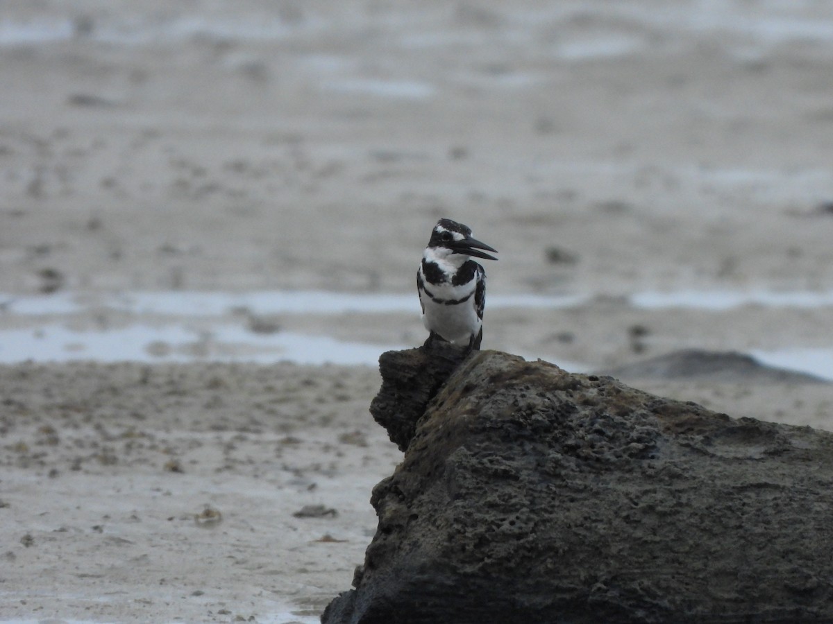 Pied Kingfisher - ML610877412