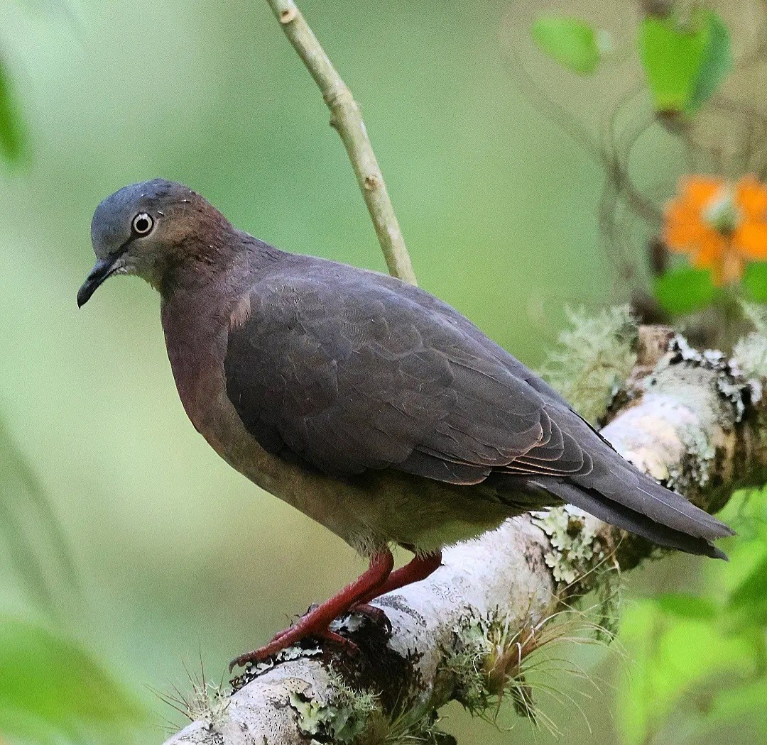 Tolima Dove - ML610877442