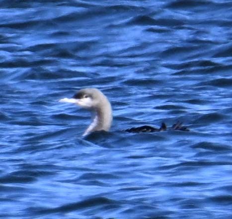 Pacific Loon - ML610877476