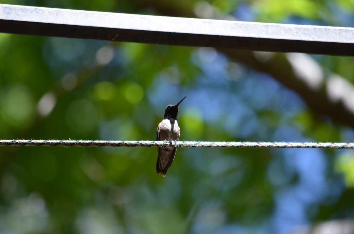 Black-chinned Hummingbird - Harrison Taylor