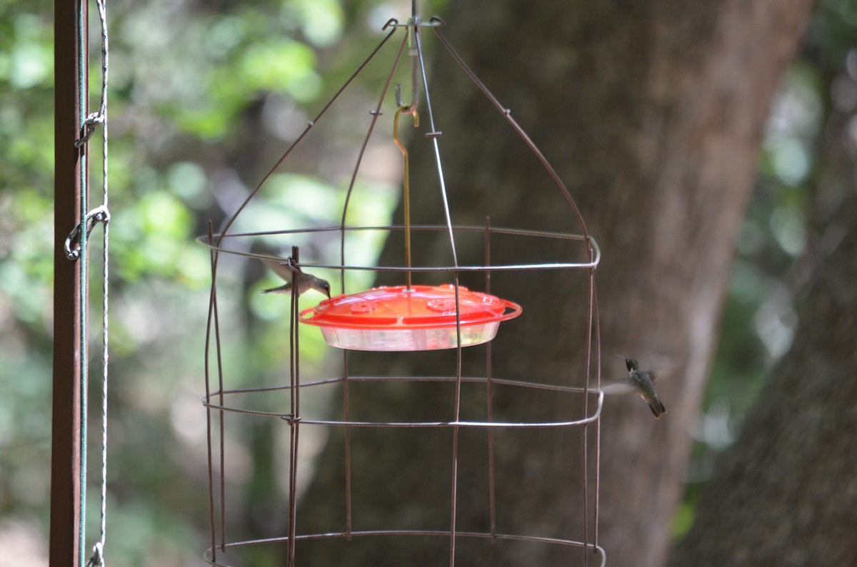 Black-chinned Hummingbird - ML610877481