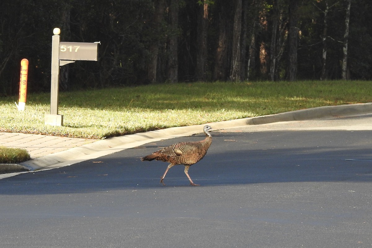 Wild Turkey - ML610877485