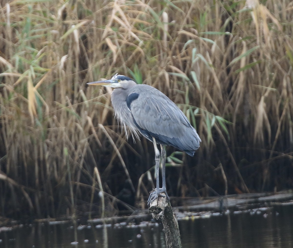 Great Blue Heron - Andrew Vallely