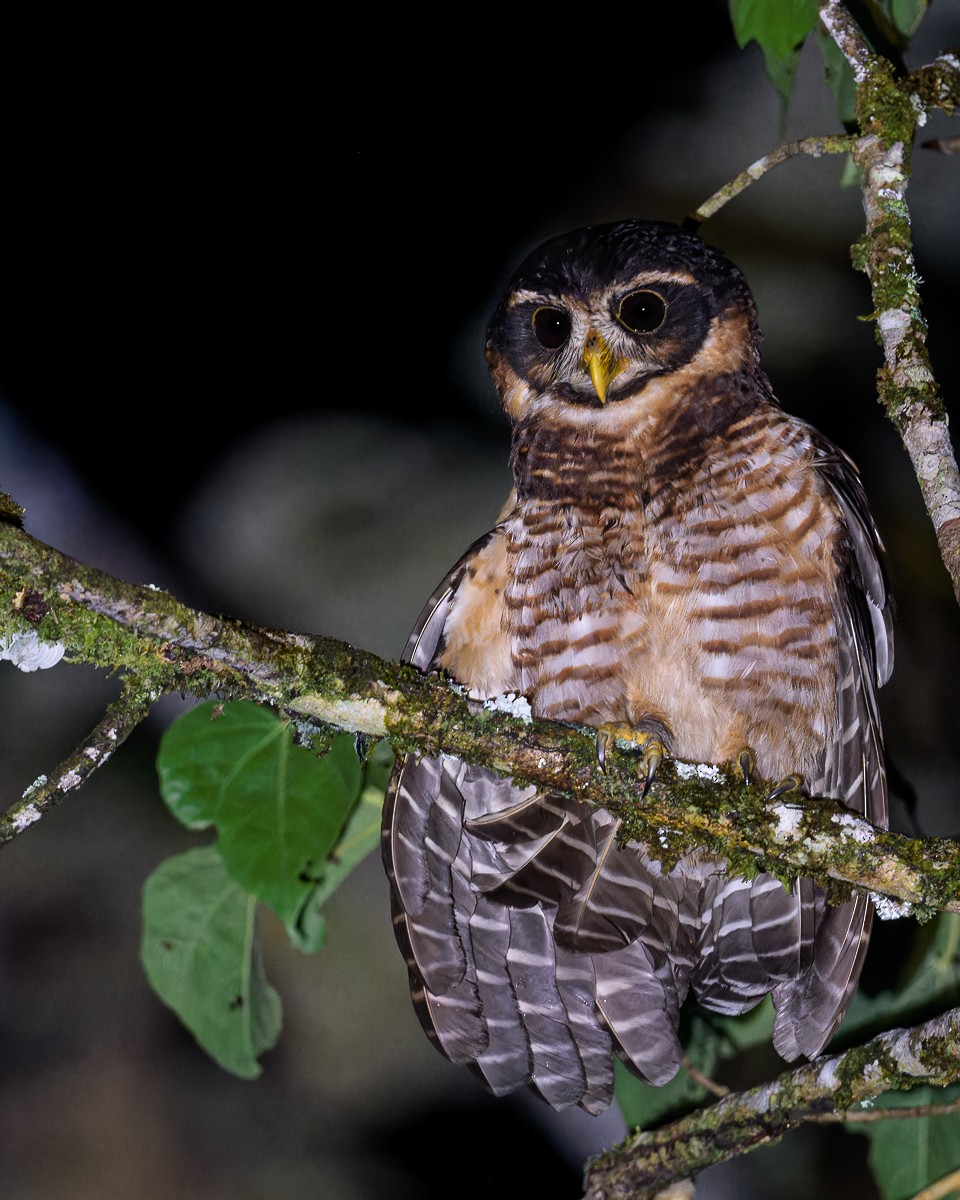Band-bellied Owl - ML610877557