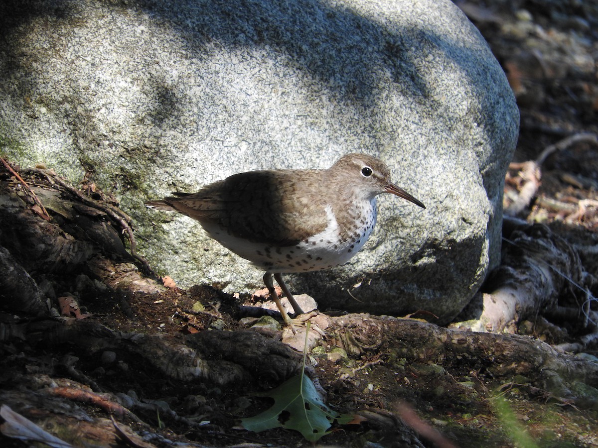 Spotted Sandpiper - ML61087761