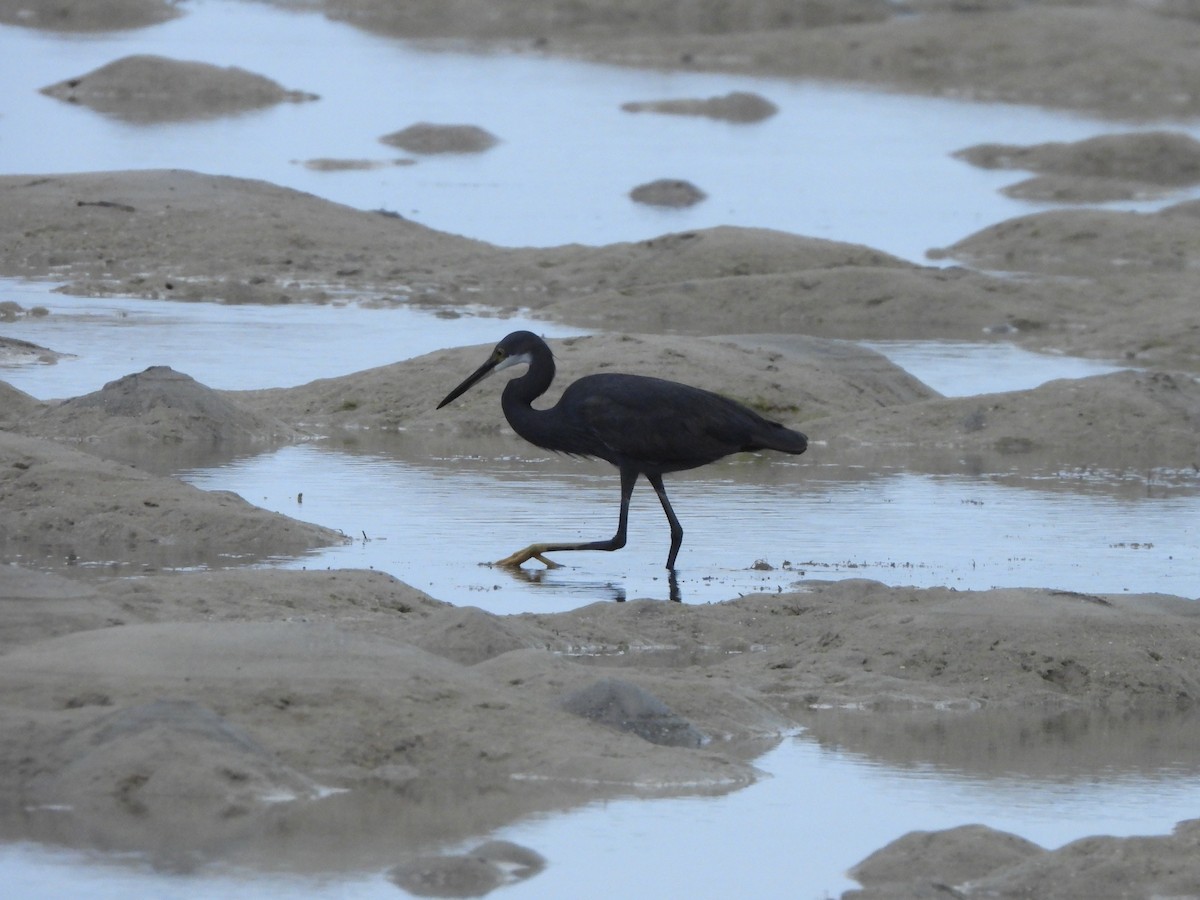 Little Egret (Dimorphic) - ML610877652