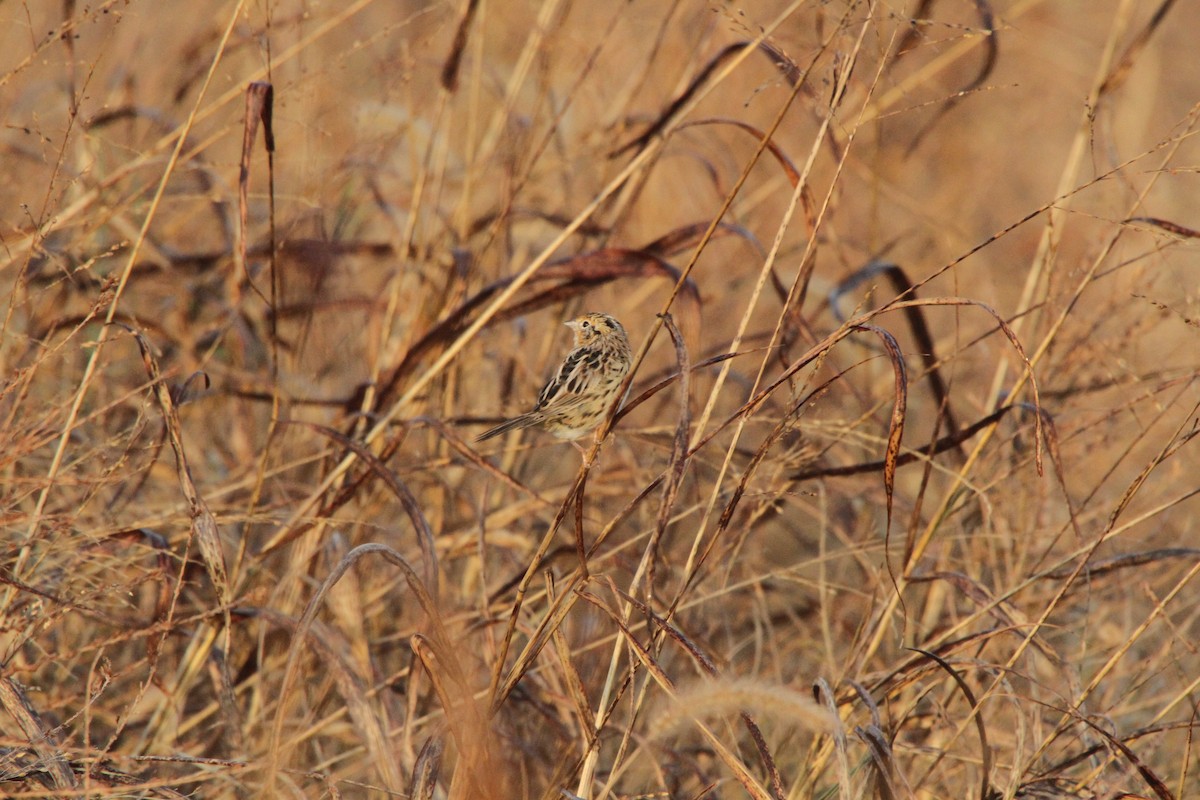 LeConte's Sparrow - ML610877756