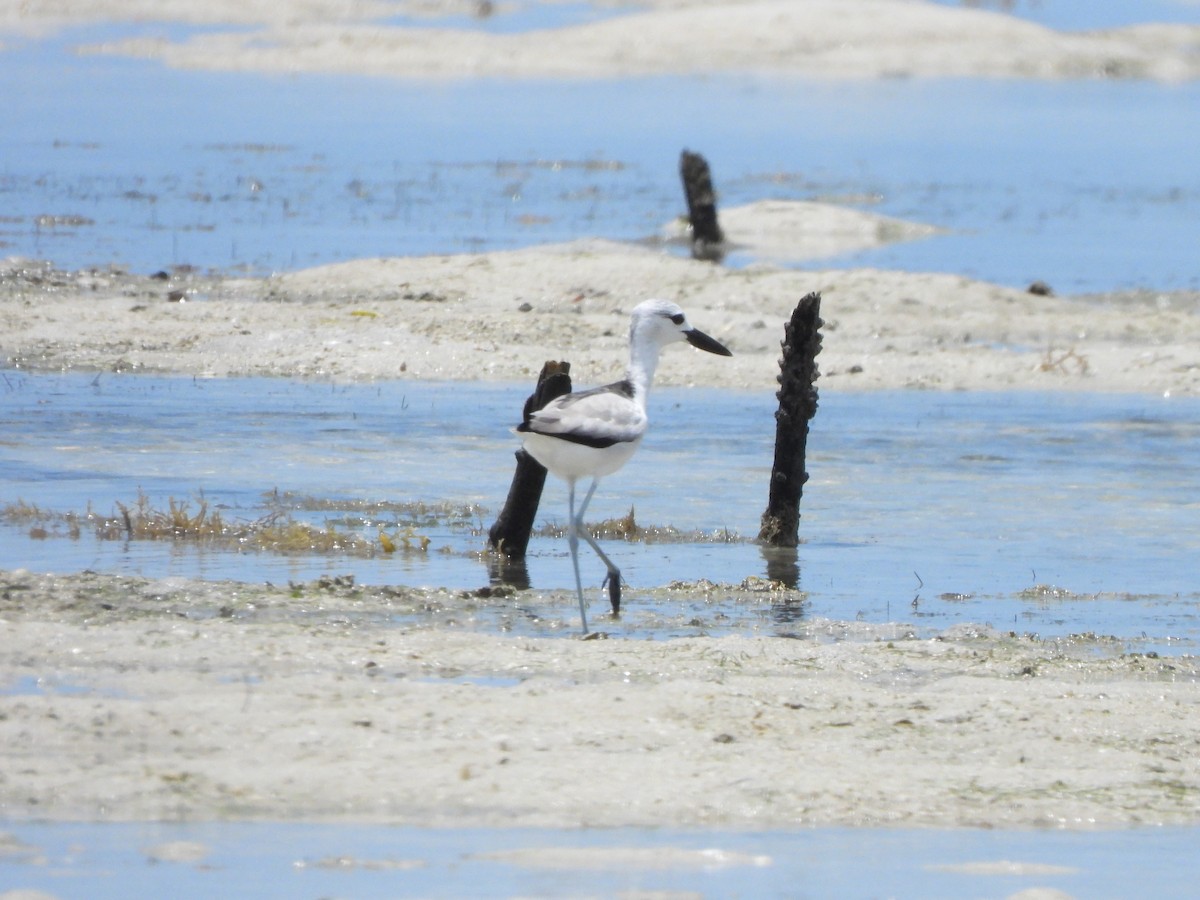 Crab-Plover - ML610877803