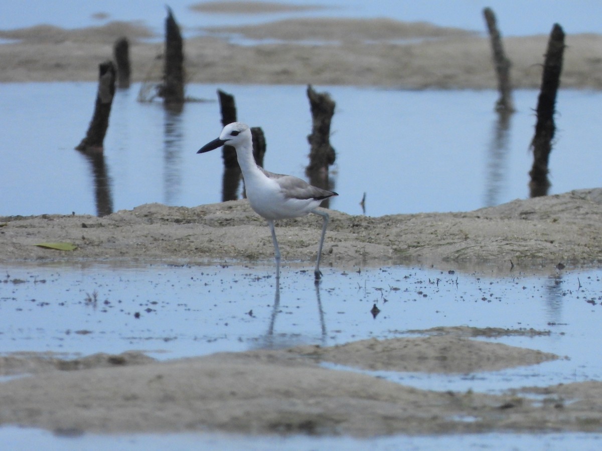 Crab-Plover - ML610877805