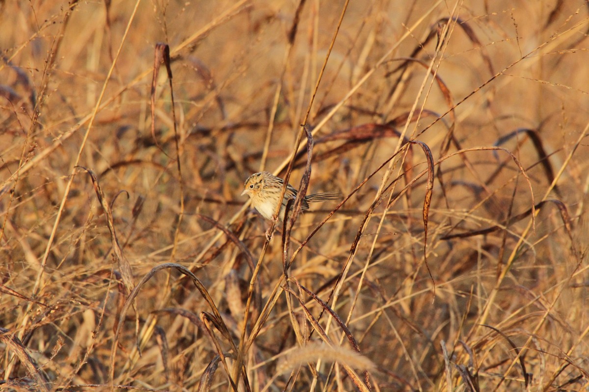 LeConte's Sparrow - ML610877842