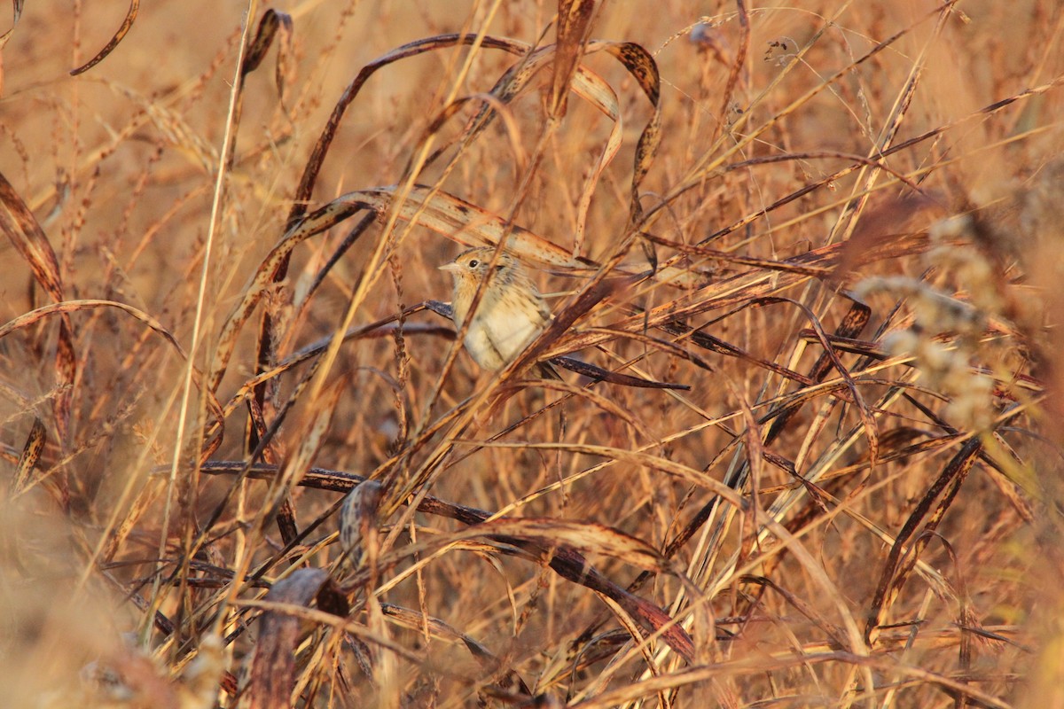 LeConte's Sparrow - Kyle Hawley