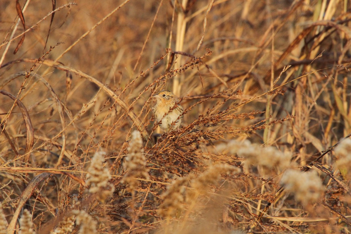 LeConte's Sparrow - ML610877930