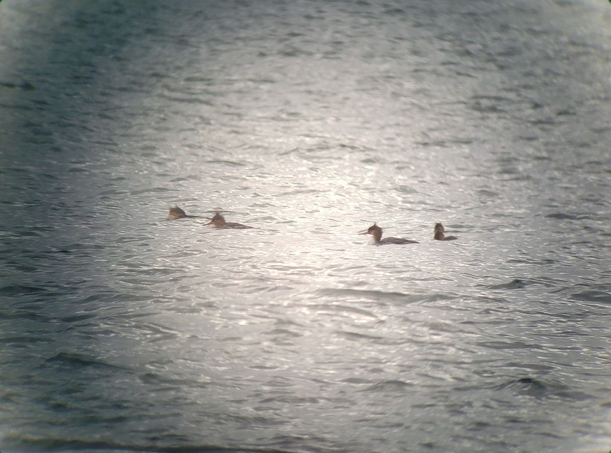 Red-breasted Merganser - ML610877949