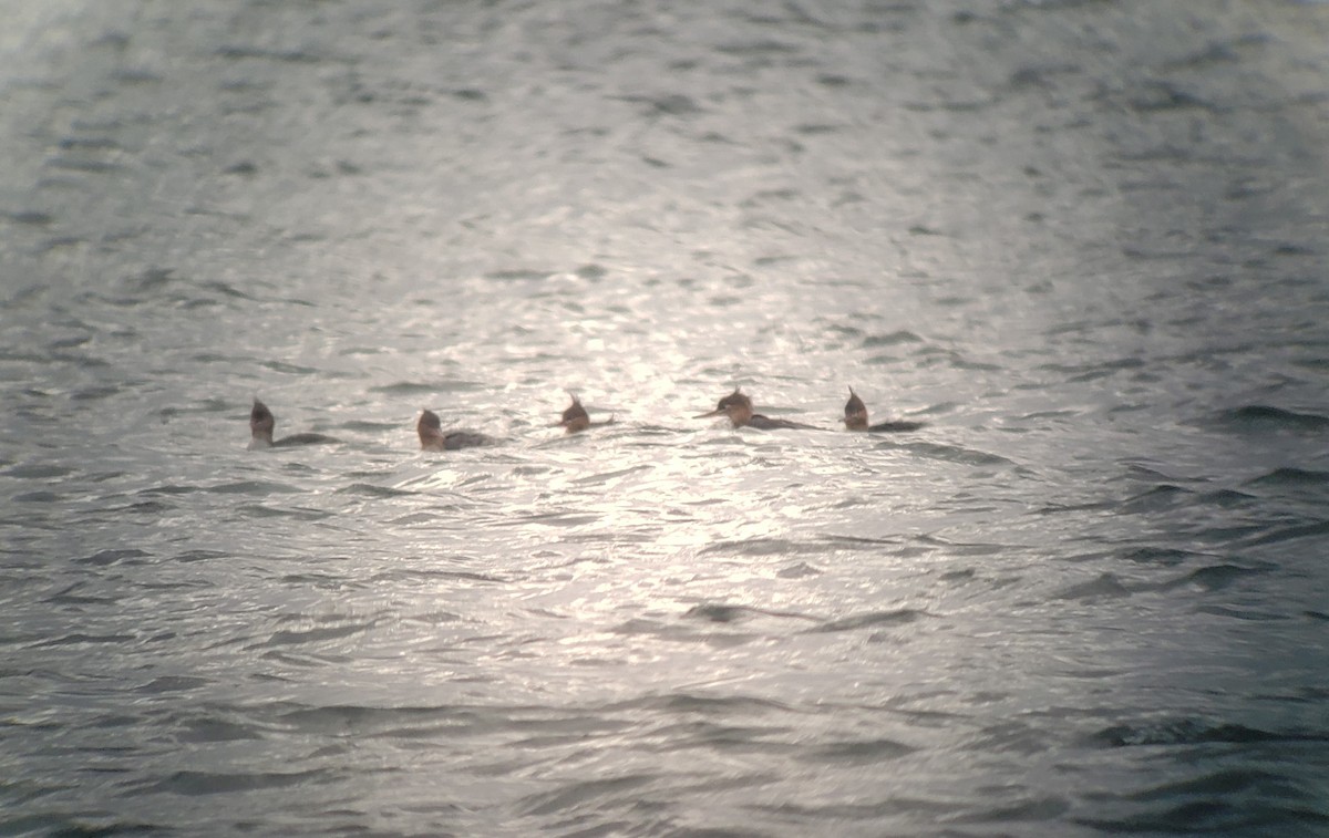 Red-breasted Merganser - ML610877970