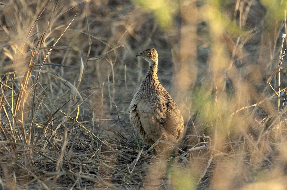 Tinamou tacheté - ML610877975