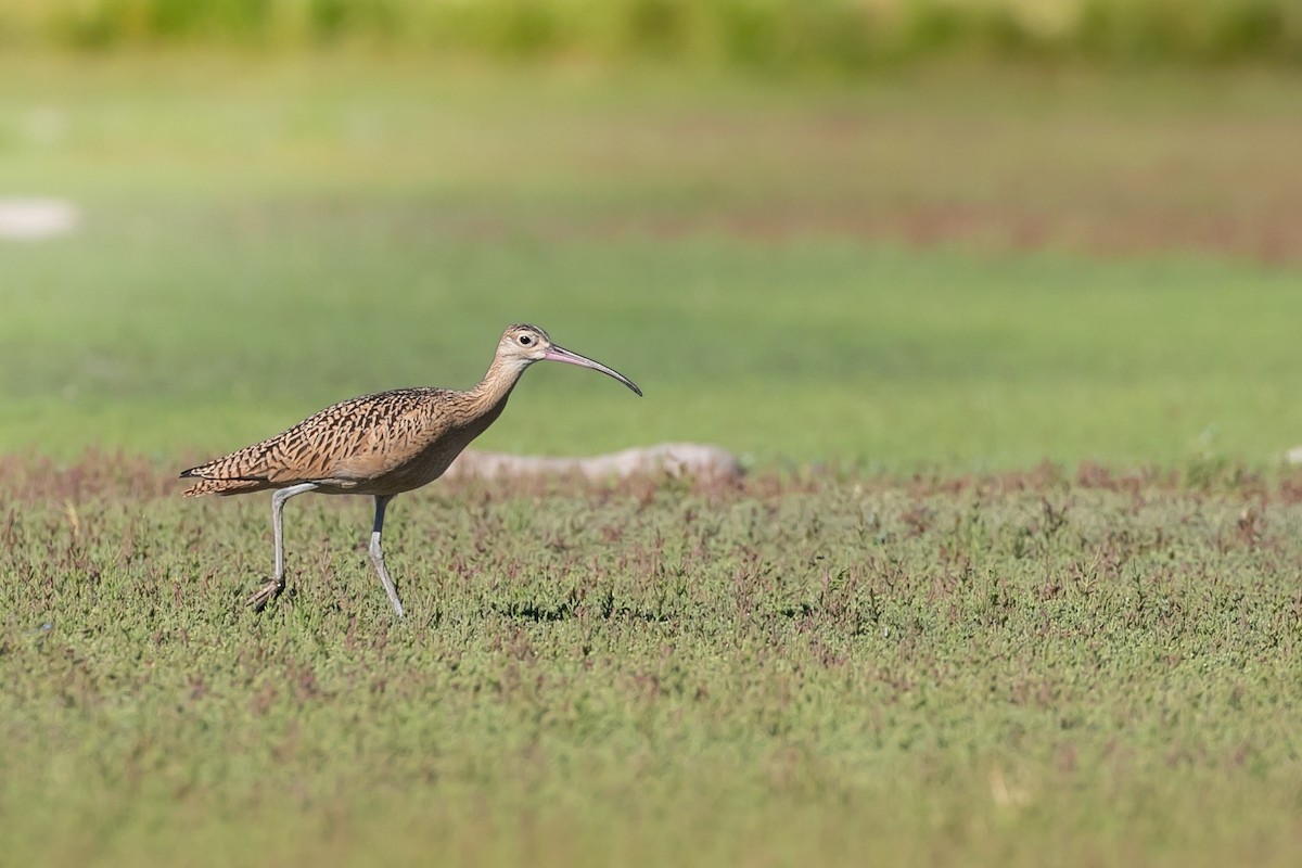 Long-billed Curlew - Aaron Roberge