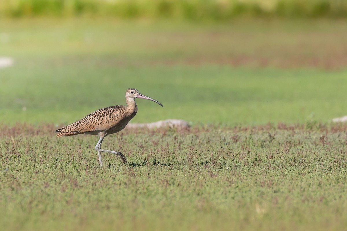 Long-billed Curlew - Aaron Roberge