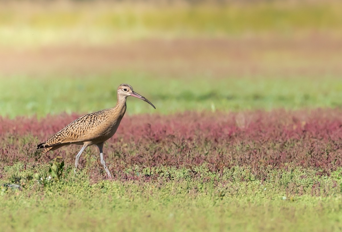 Long-billed Curlew - Aaron Roberge