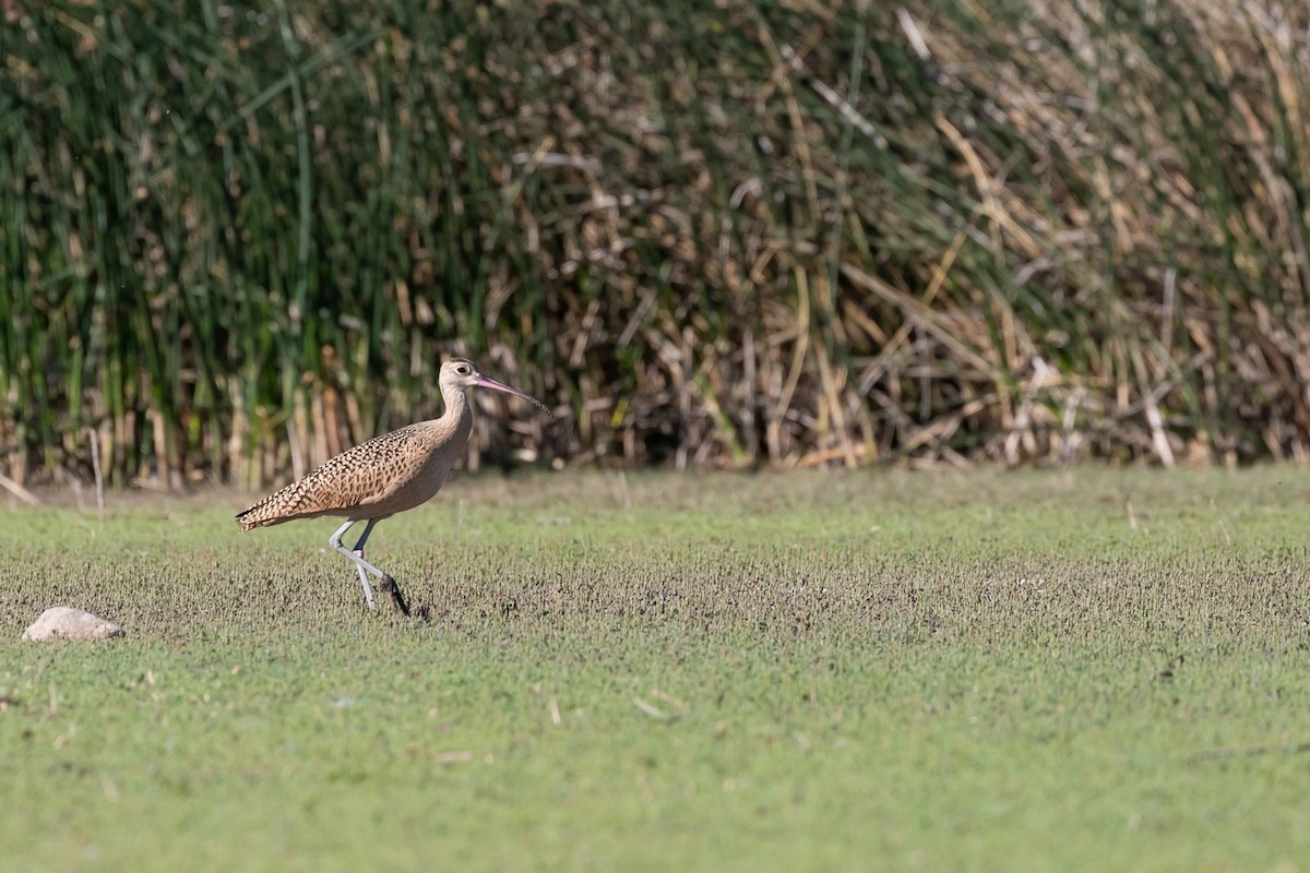 Long-billed Curlew - Aaron Roberge