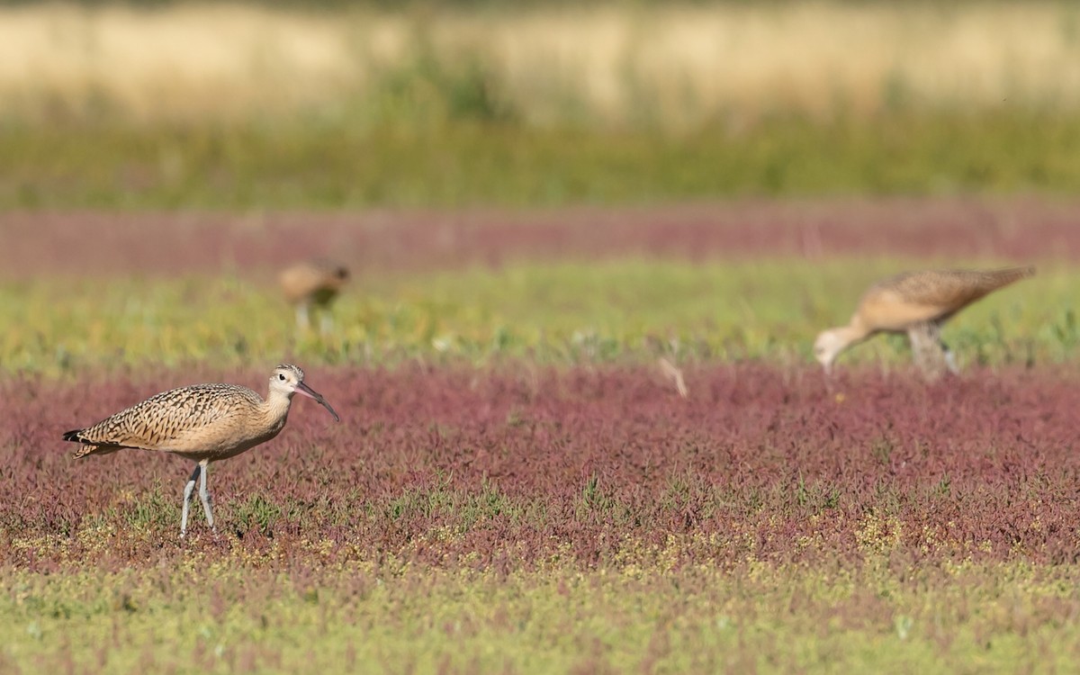 Long-billed Curlew - Aaron Roberge