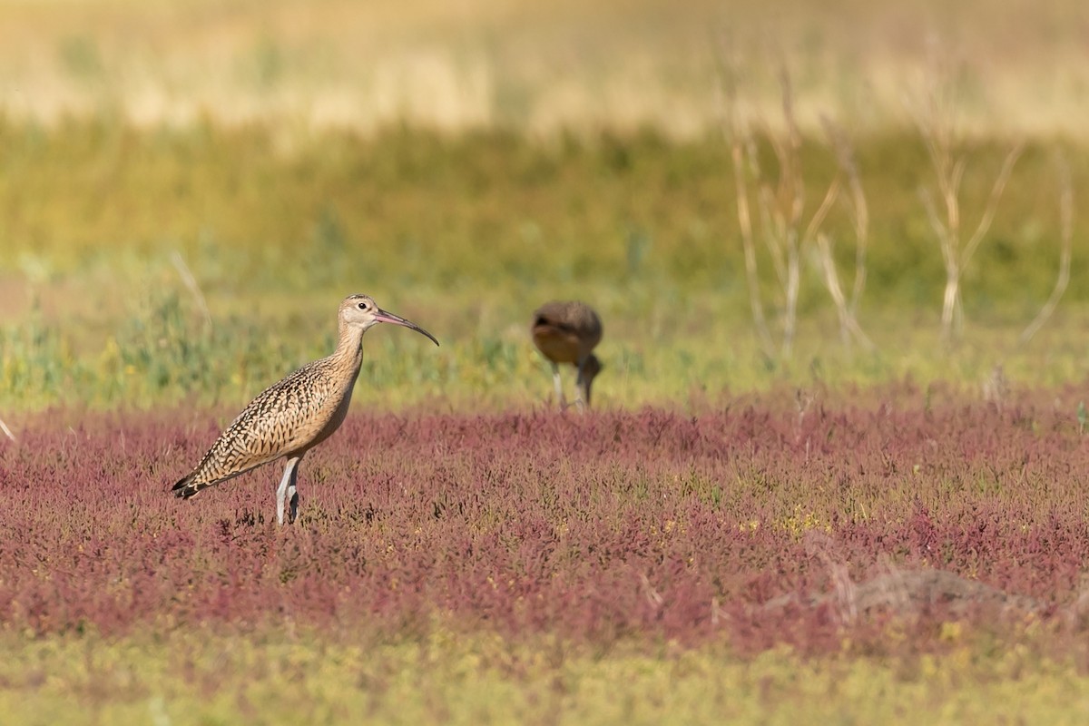 Long-billed Curlew - Aaron Roberge