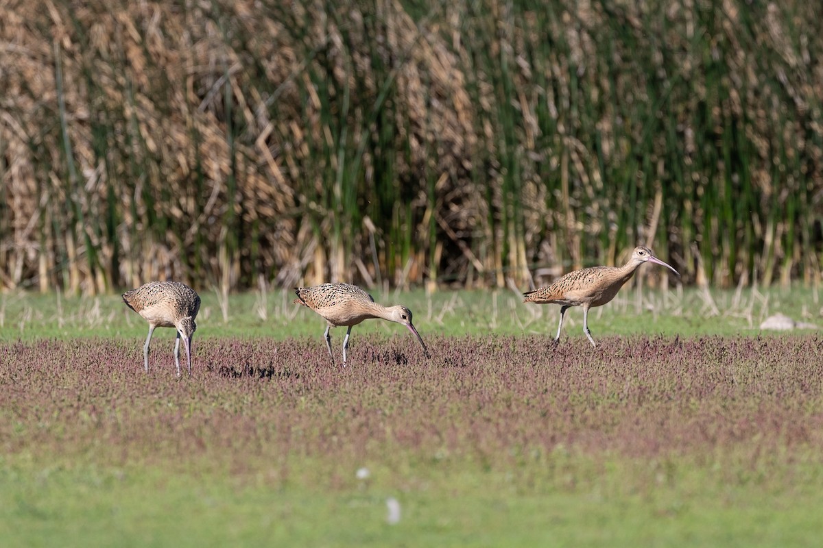 Long-billed Curlew - Aaron Roberge