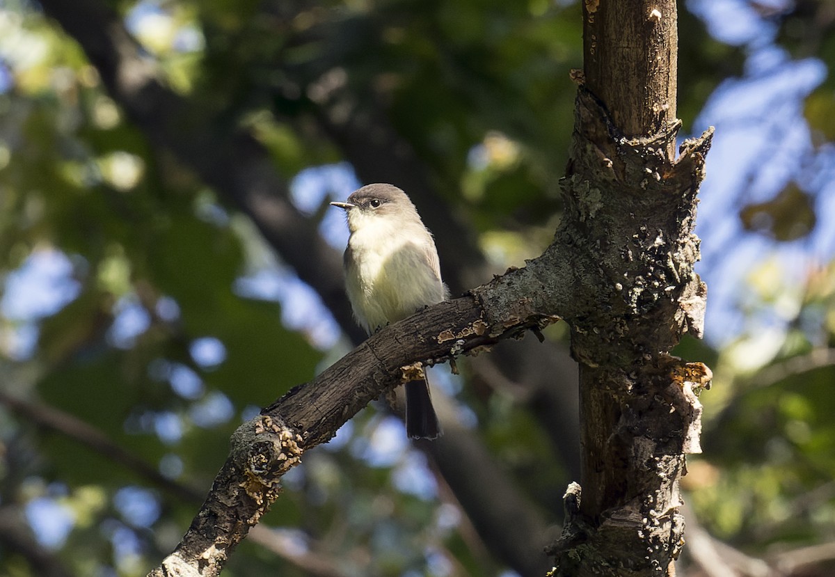 Eastern Phoebe - ML610878201