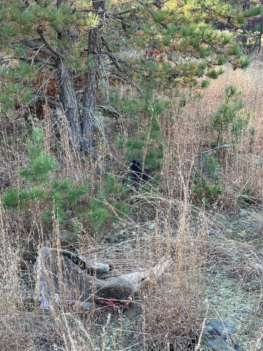 Turkey Vulture - ML610878249