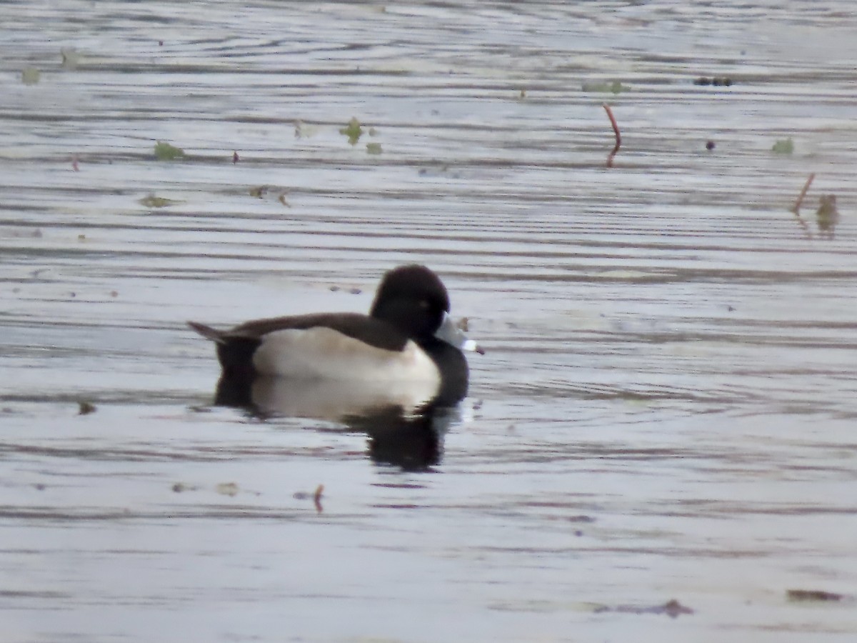 Ring-necked Duck - Marjorie Watson