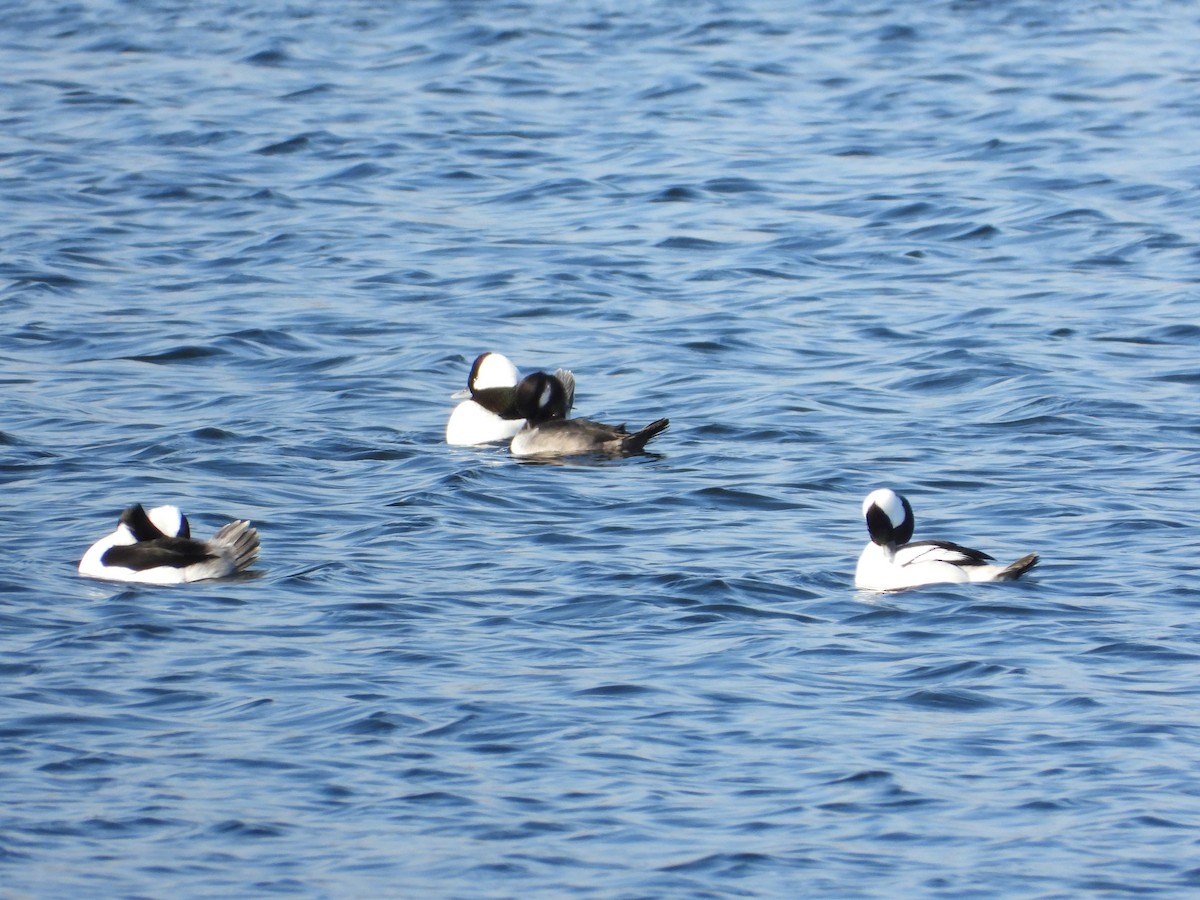 Bufflehead - ML610878313