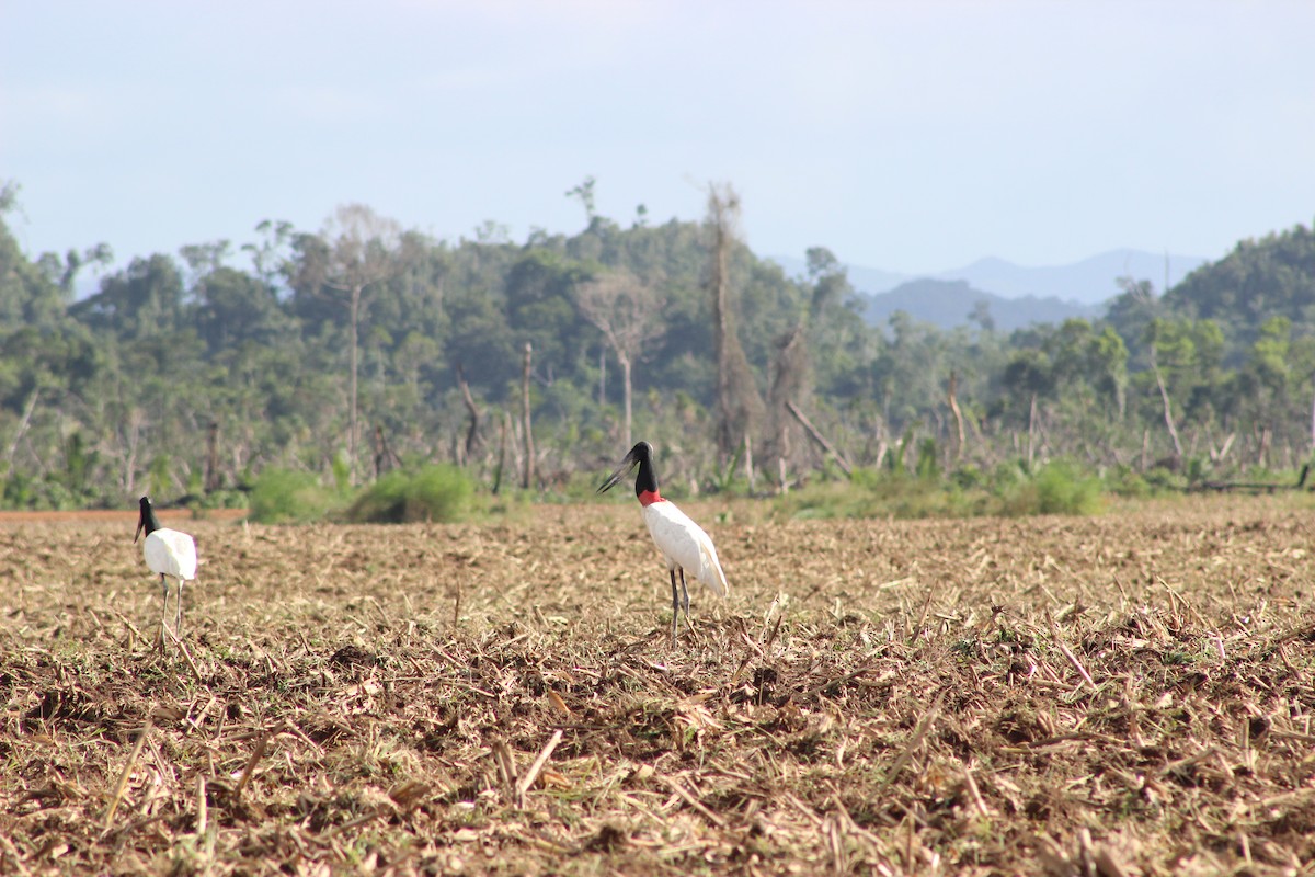 Jabiru d'Amérique - ML610878317