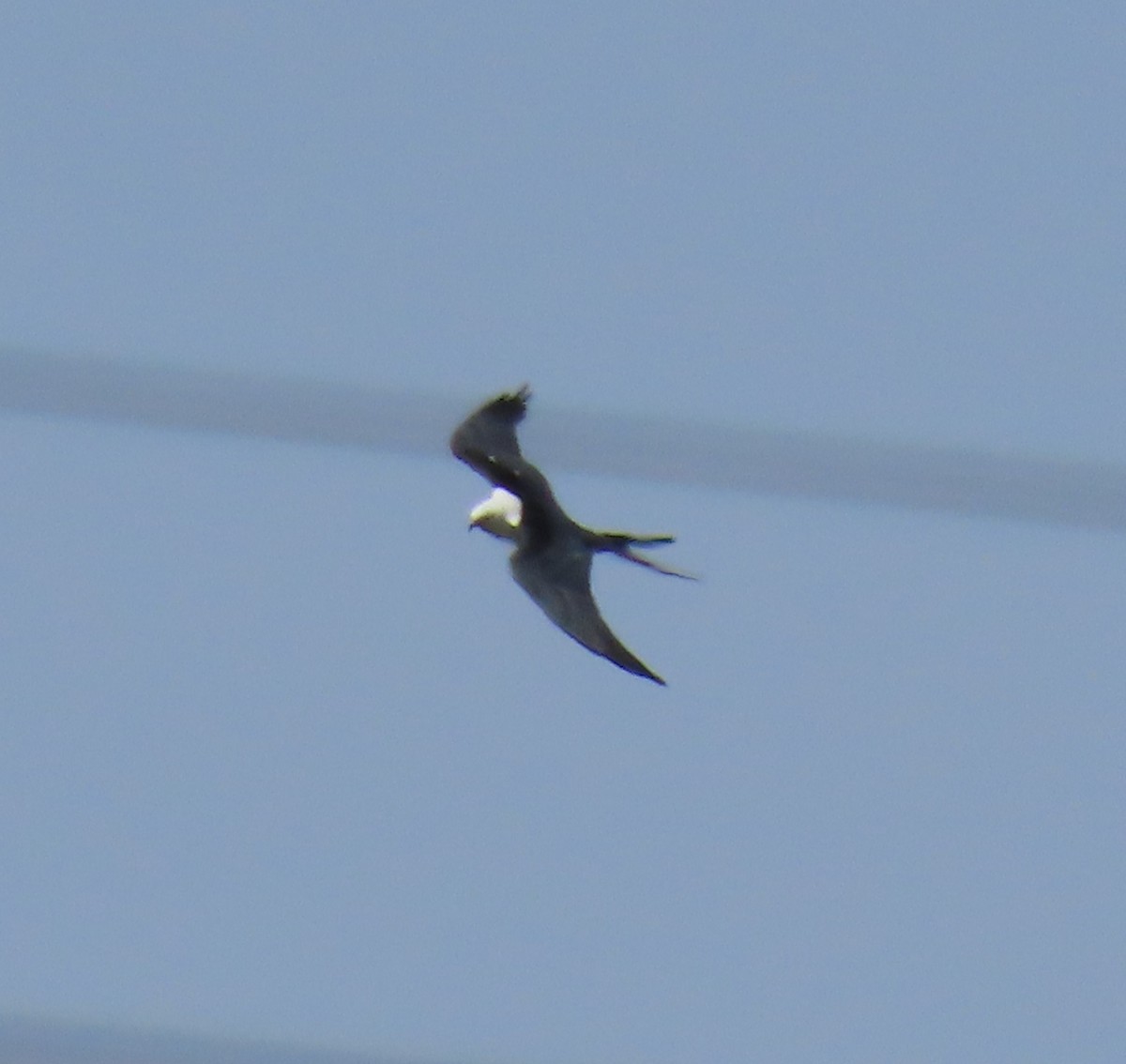Swallow-tailed Kite - ML610878398