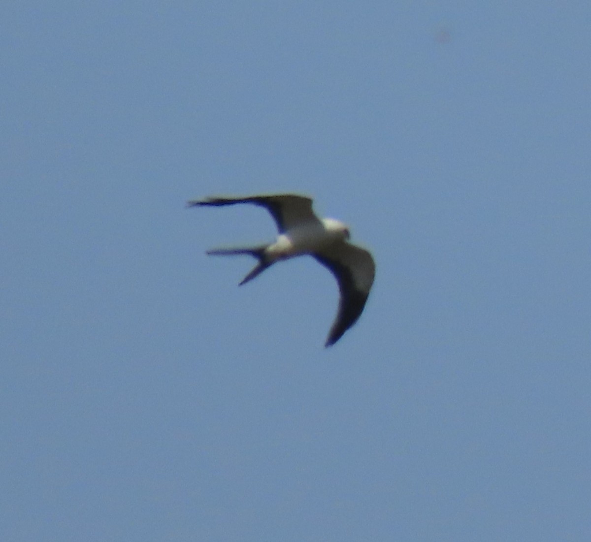 Swallow-tailed Kite - ML610878400