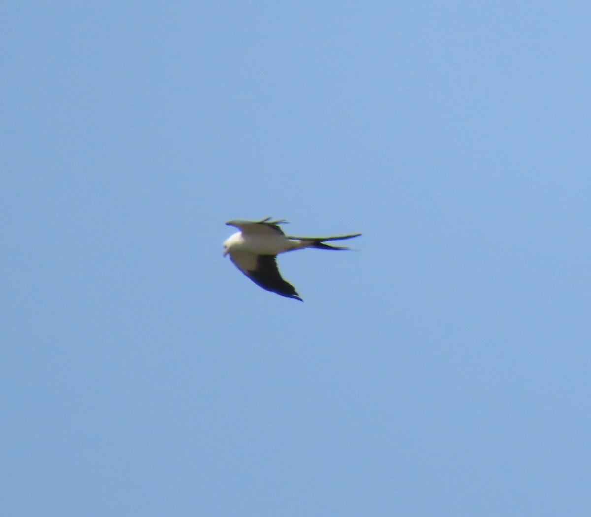 Swallow-tailed Kite - ML610878401