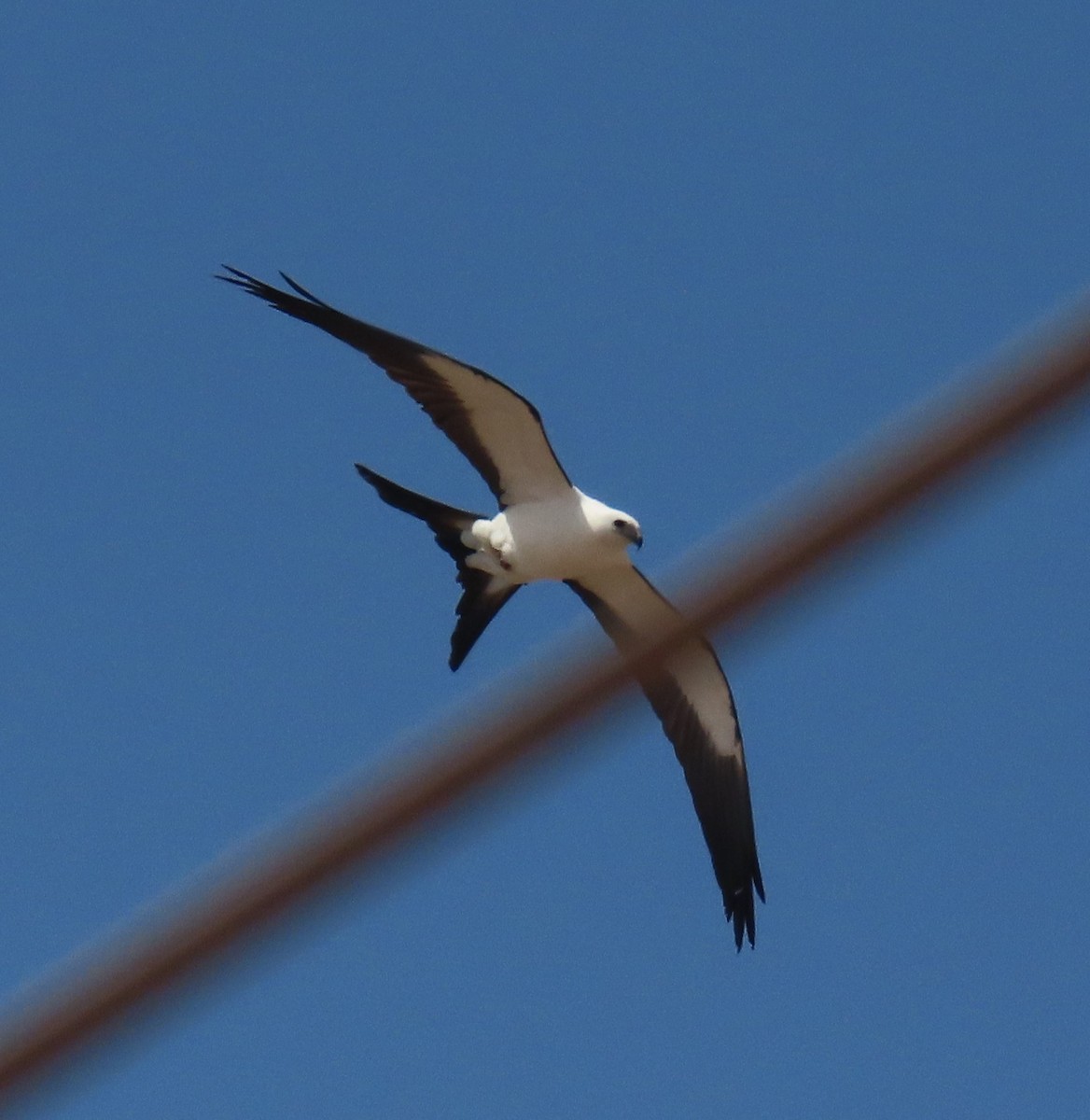 Swallow-tailed Kite - ML610878402