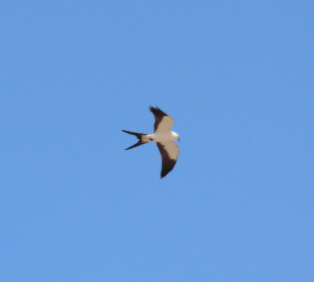 Swallow-tailed Kite - ML610878403