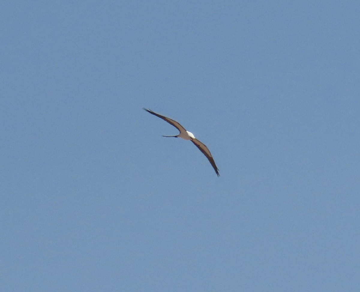 Swallow-tailed Kite - ML610878405