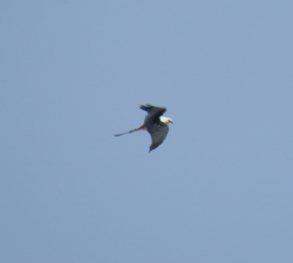 Swallow-tailed Kite - ML610878406
