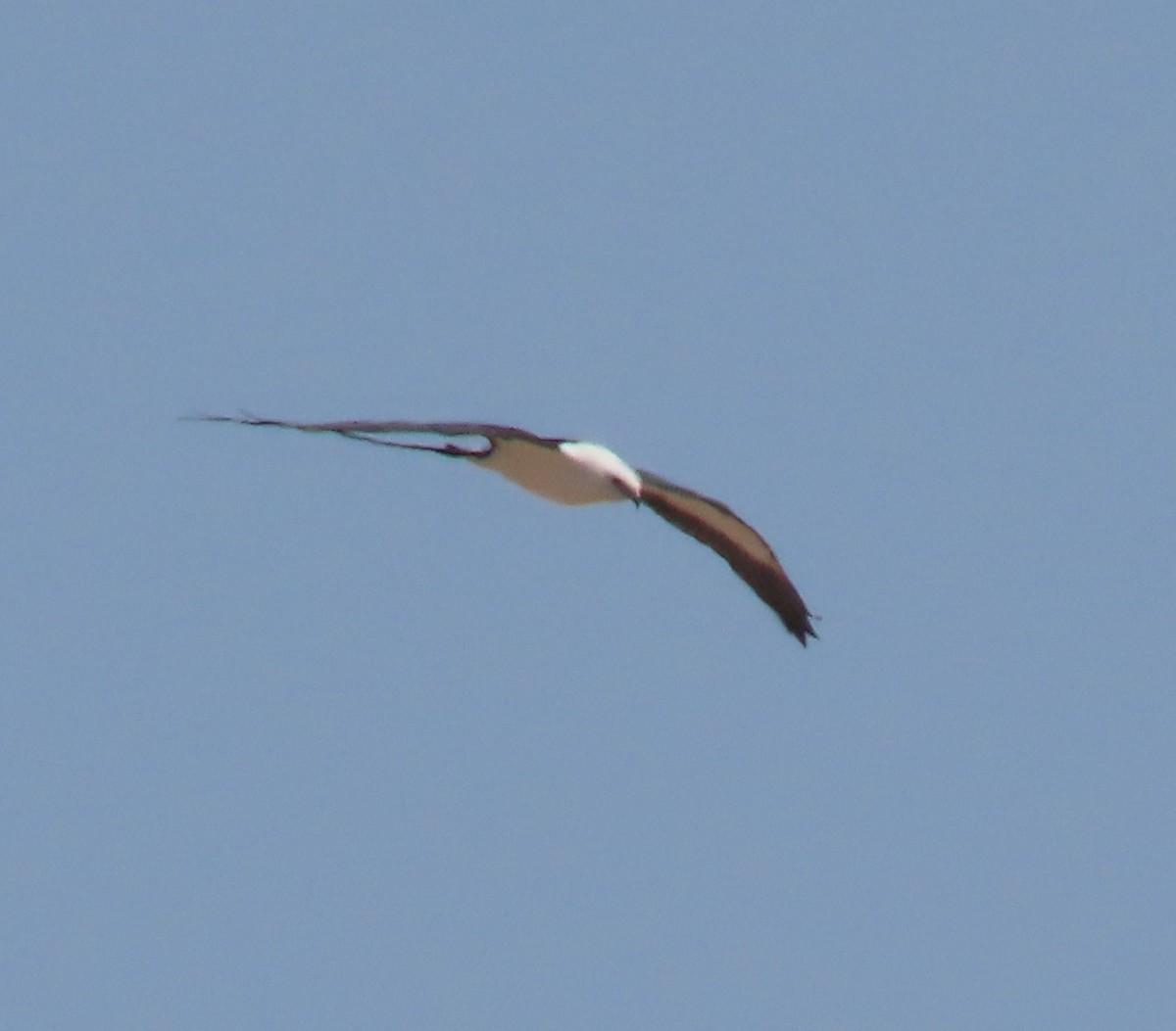 Swallow-tailed Kite - ML610878407