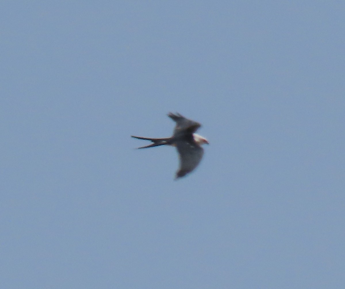 Swallow-tailed Kite - ML610878408