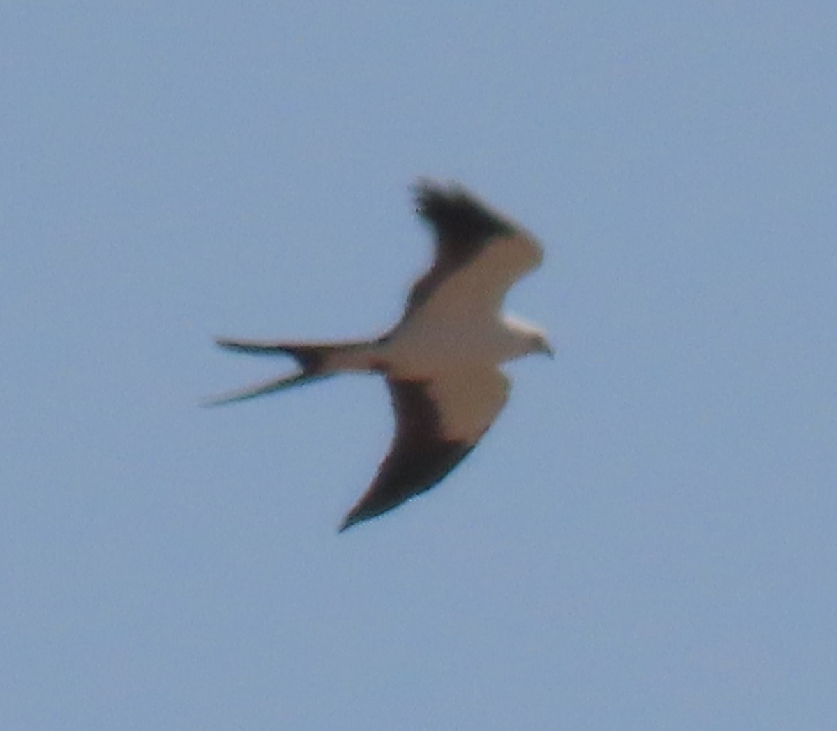 Swallow-tailed Kite - ML610878410