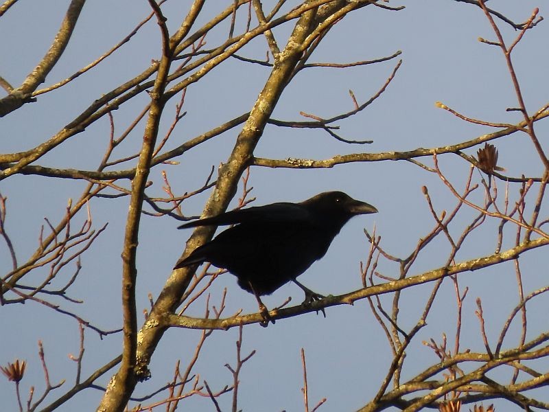 American Crow - Tracy The Birder