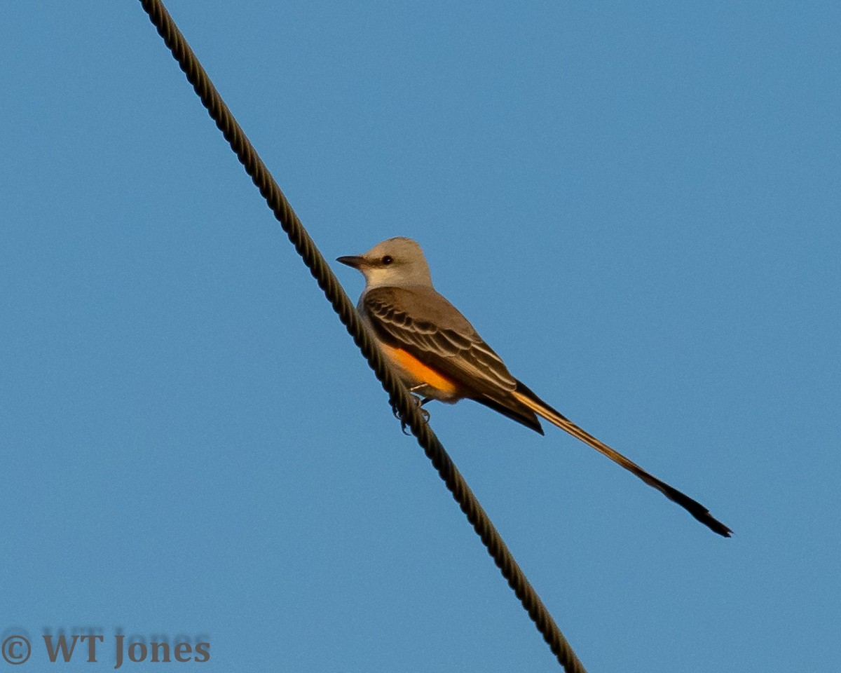 Scissor-tailed Flycatcher - Wally Jones