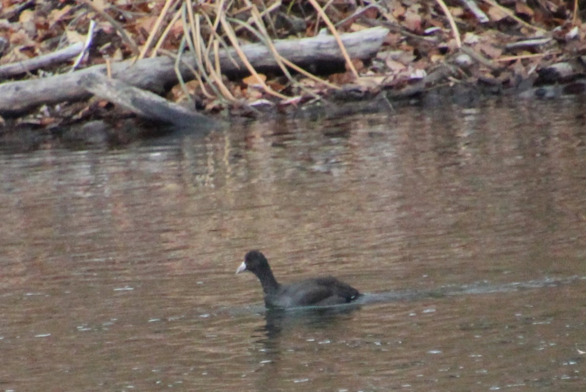 American Coot - ML610878530