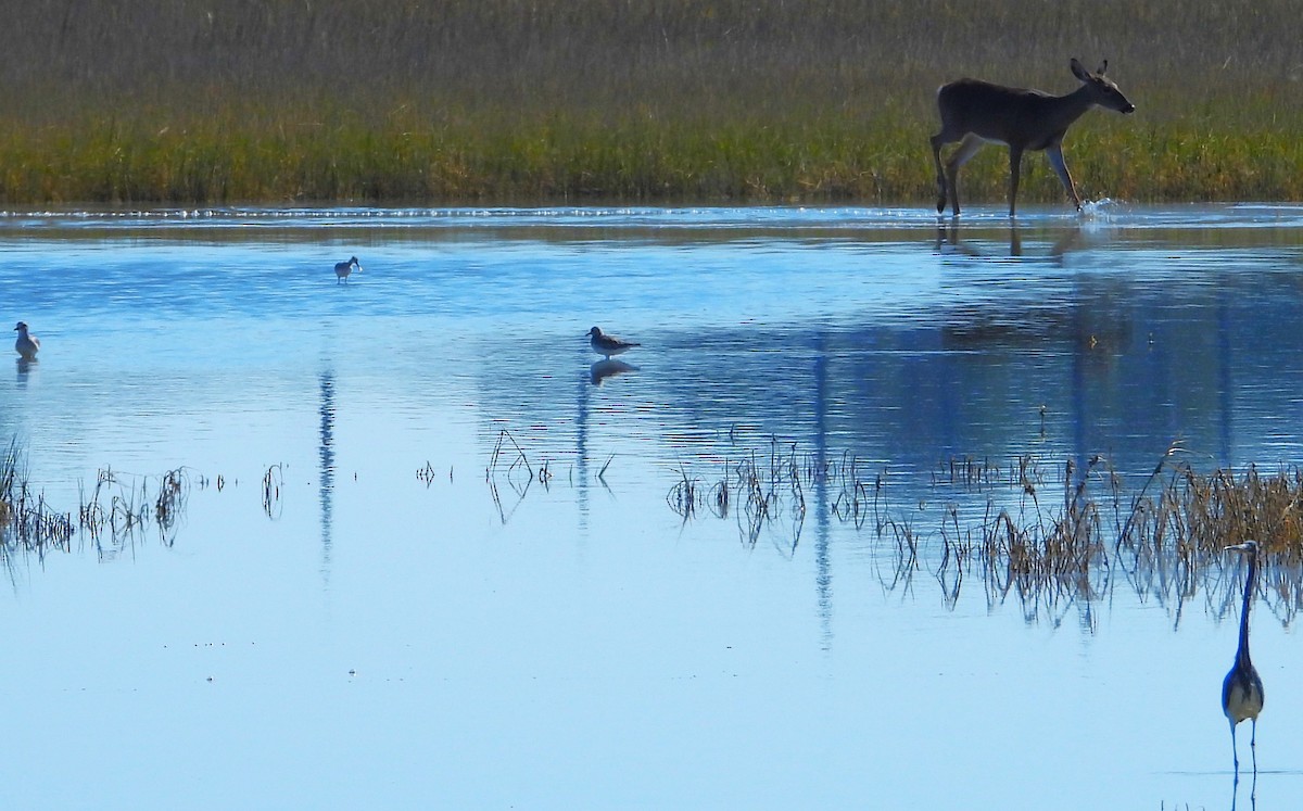 Willet (Western) - ML610878570