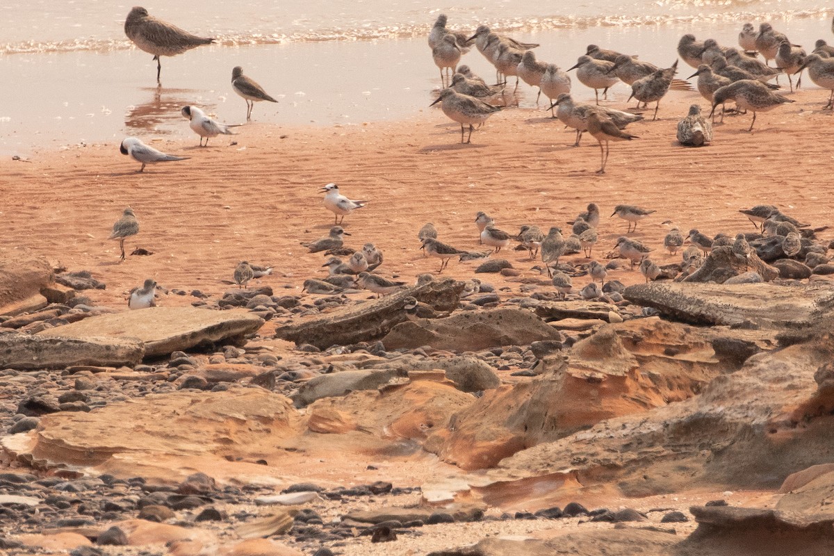 Common Ringed Plover - ML610878587