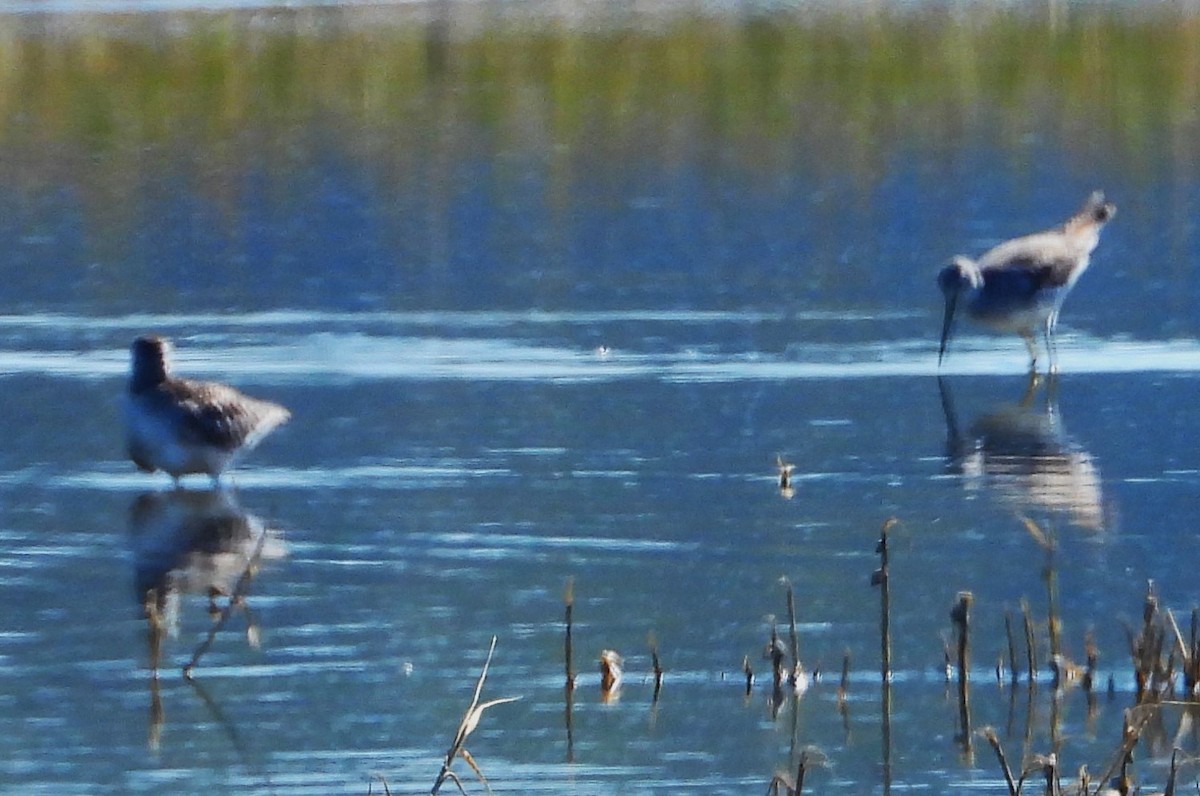 Willet (Western) - ML610878591