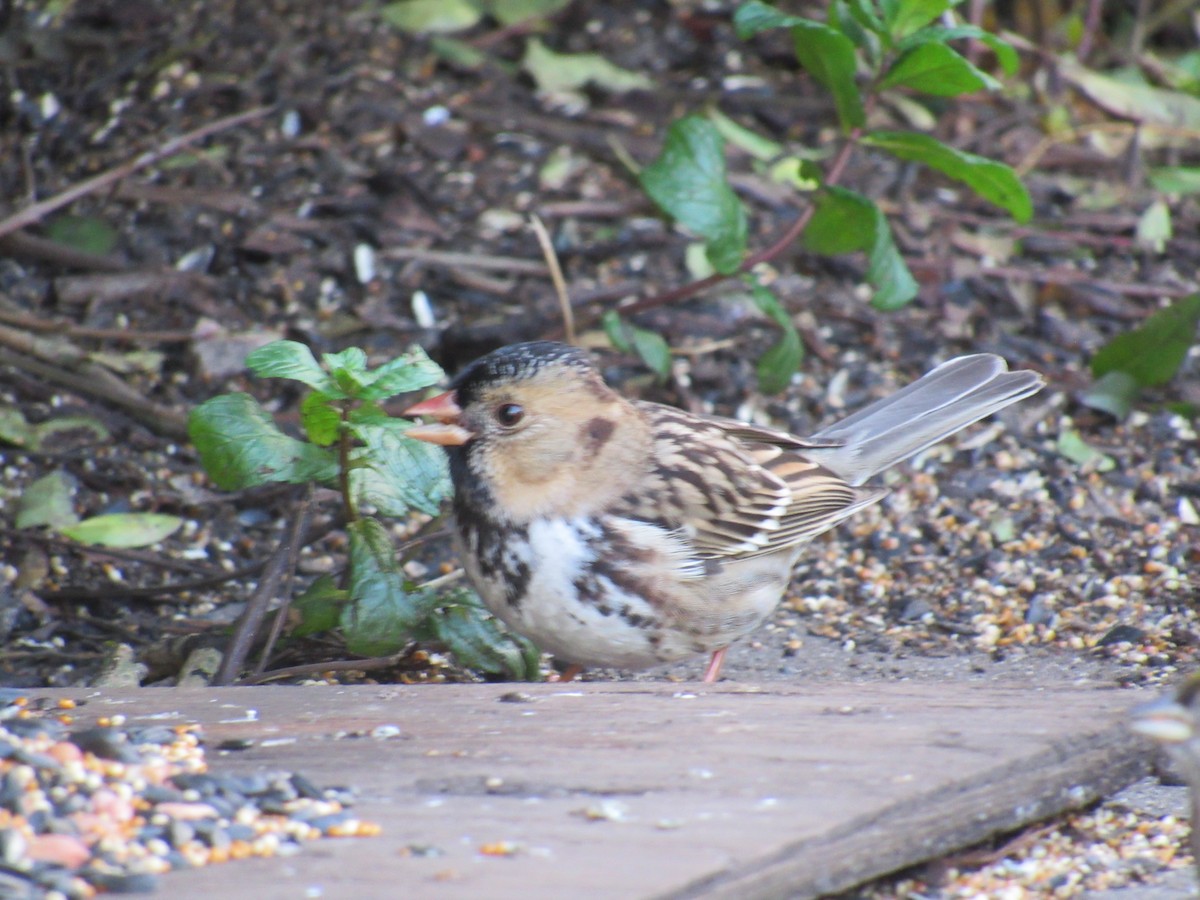 Harris's Sparrow - ML610878596